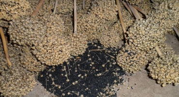 Jak pěstovat černou cibuli ze semen a kdy ji odstranit ze zahrady